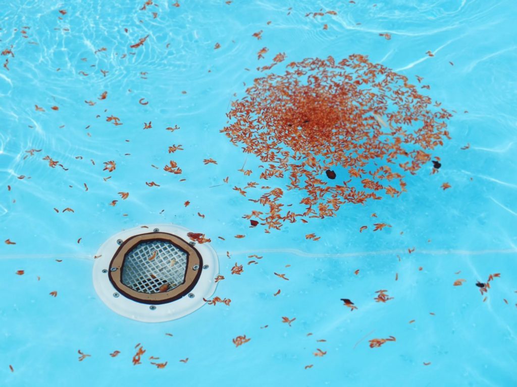 Hinweise zur Reinigung und Pflege von Fliesen und Feinsteinzeug bei Pools und Schwimmbädern.